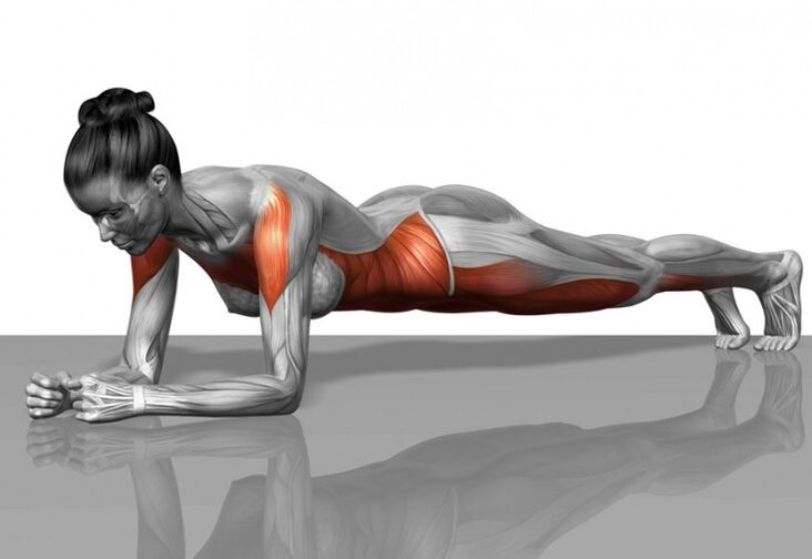 Muscle scheme